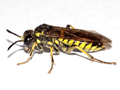 Tenthredo arcuata